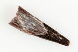 Fossil Pterosaur (Siroccopteryx) Tooth - Morocco #201901-1